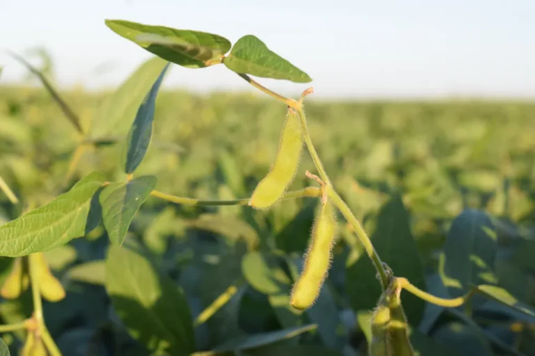 Siembra de soja activada en Uruguay y hay nuevas variedades de Stine promovidas
