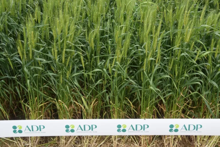 Agronegocios del Plata presentó novedades en genética durante la inauguración de la cosecha de trigo