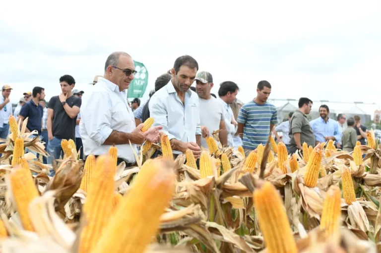 ADP – Agronegocios del Plata presentó los detalles de su actualización técnica sobre cultivos de verano